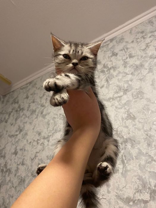 Продаж кошенят шотландські прямоухі мраморні