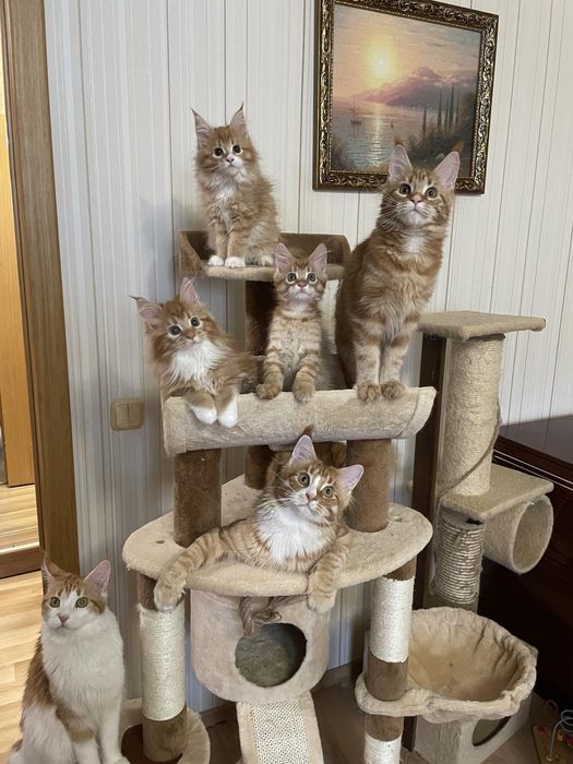 Мейнкуны  разный окрас и возраст ,крупные  с документамиWCF.