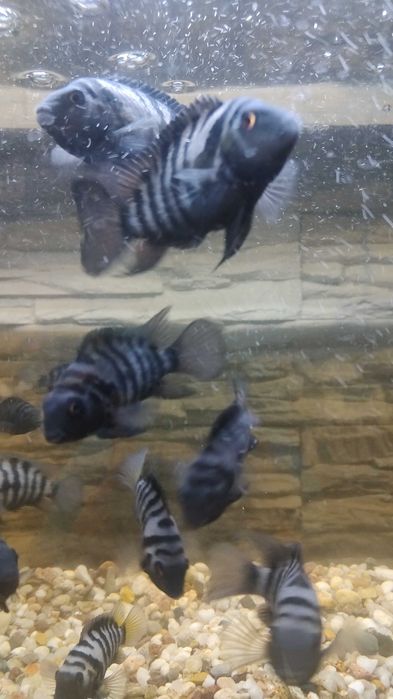 Sprzedam rybki akwariowe pielegnice