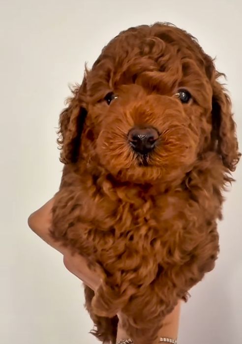 Чудовий хлопчик той пудель