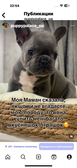 Шикарный мальчишка Вип качество французский бульдог