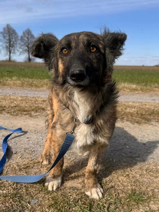 Dżungla  suka o nietuzinkowej urodzie