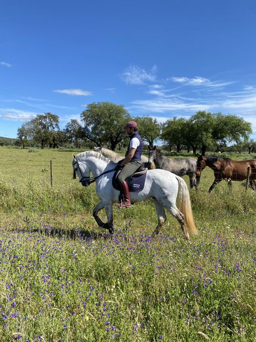 Cavalo Puro Sangue Lusitano
