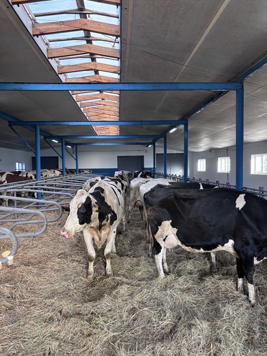 13.11 Kolejna Dostawa KRÓW MLECZNYCH