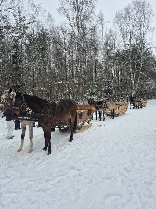 Kulig kuligi zaprzęgiem konnym
