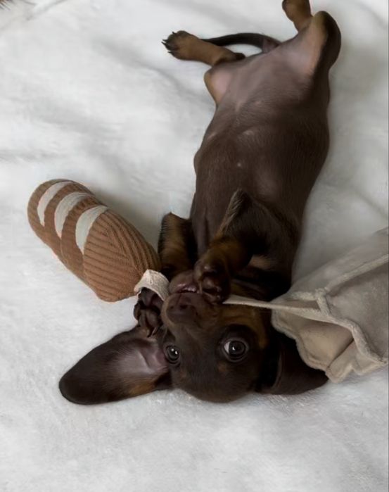 Такса щенки шоколадки