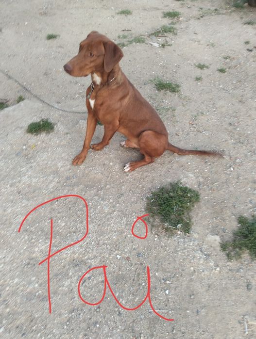 Cachorrinhos para adoção