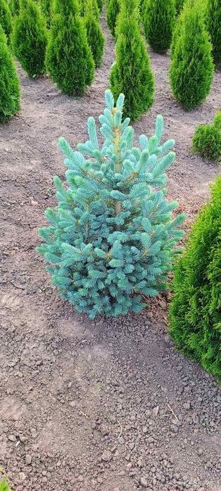 Туя , самшит, ялинка кейбаб,