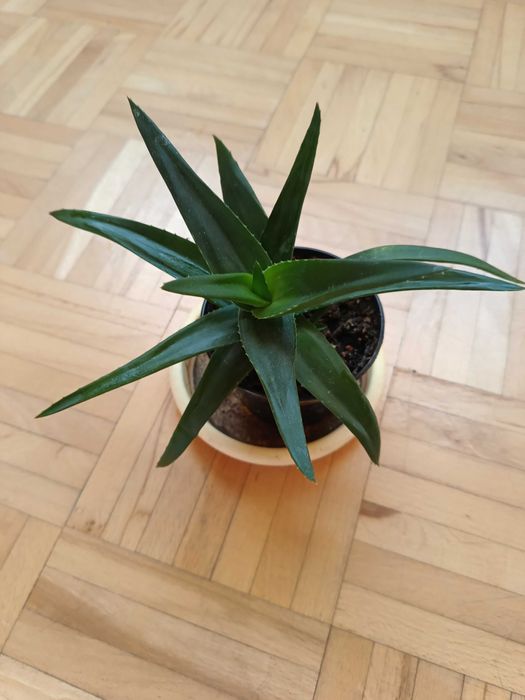 aloes  leczniczy