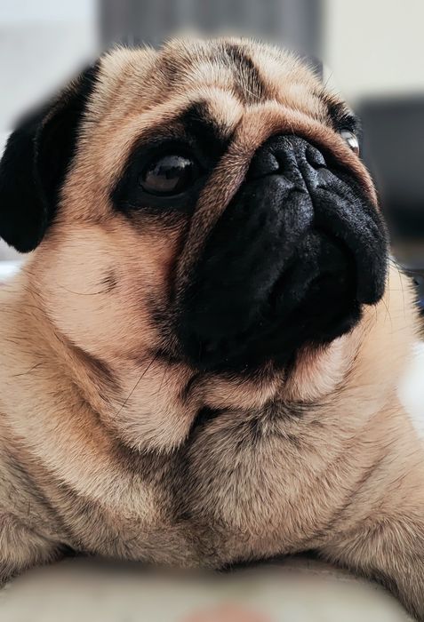 Вязка Мопс оболонь