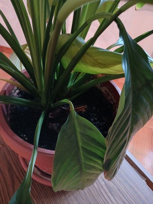 Спатифілум, сенсація, жіноче щастя