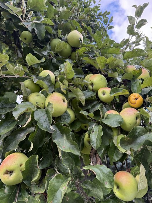 Ekologiczny ocet jabłkowy