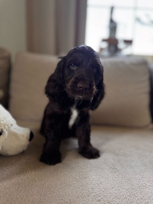 POMELO - Cocker Spaniel Angielski REZERWACJA