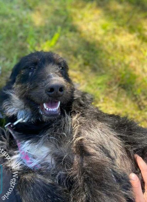 Bardzo fajny i wesoły, młody, większy psiak - kocha człowieka ADOPTUJ