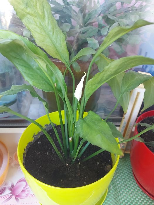 Спатефиллиум (женское счастье)