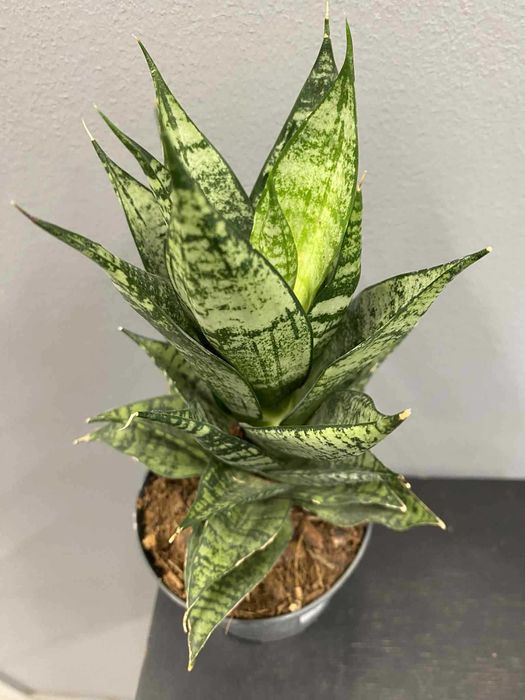 Sansevieria Erlandel Crown Sansewieria Doniczka 9 cm