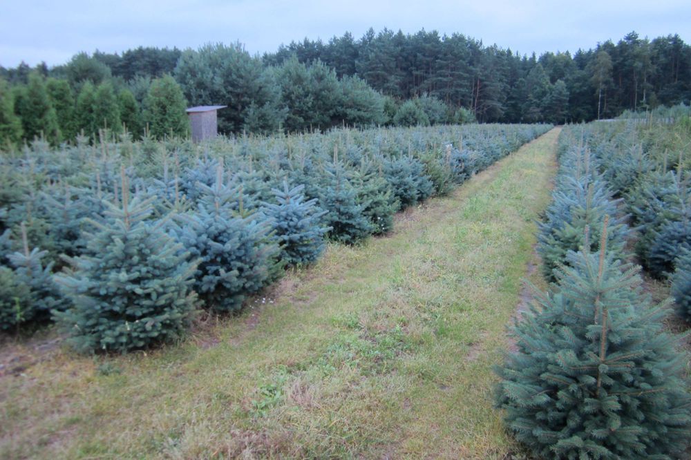 świerk kłujący NIE Pospolity 200cm