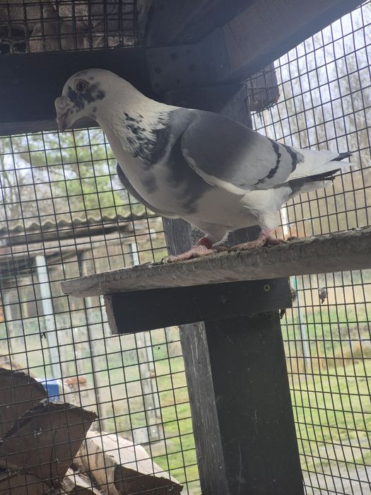 Gołebie Staropolskie