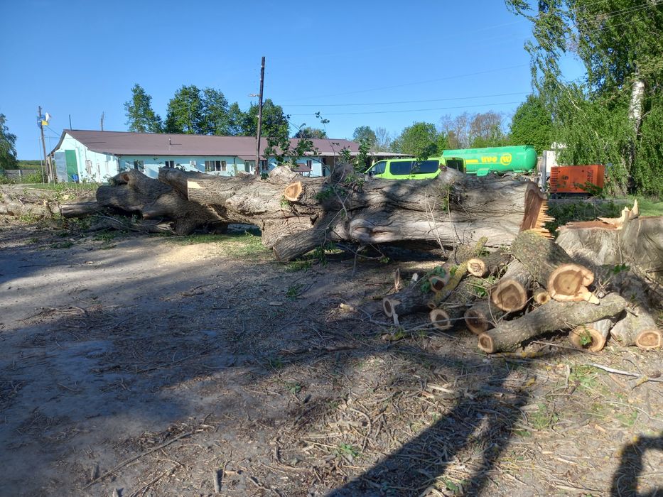 Спил, зрізання, видалення, обрізка аварійних дерев, арбористика