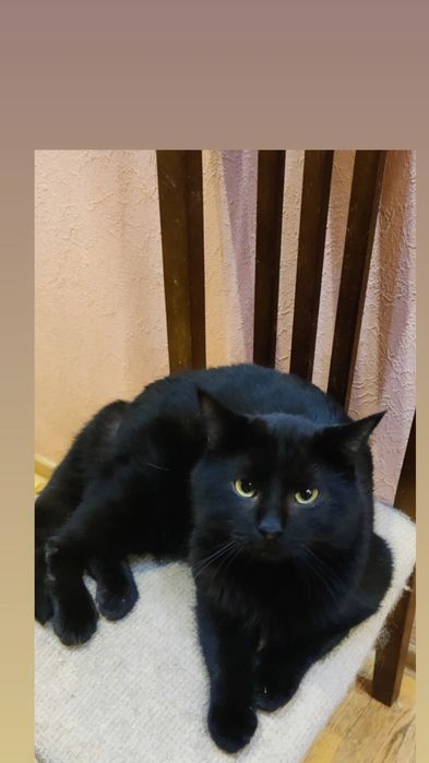 Отдам чёрного кота, 1 год, кастрирован