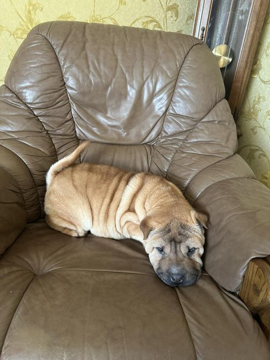 Чекають своїх господарів Шарпейчики