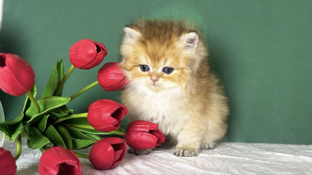 Котик золотої шиншили
