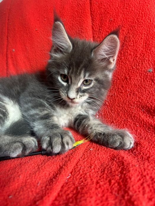 Lindo gatinho Maine coon