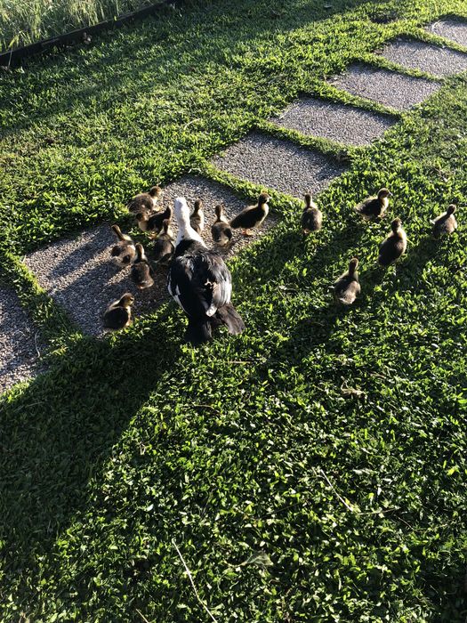 Patos mudos para criar