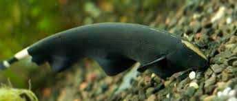 MISIEKZOO - Duch Amazoński tylko 25 zł