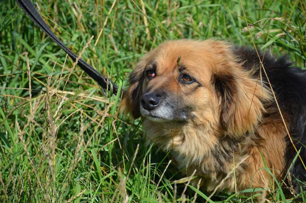 Kluseczka poleca sie do adopcji