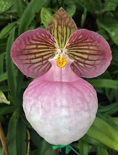 Орхідея paphiopedilum micranthum