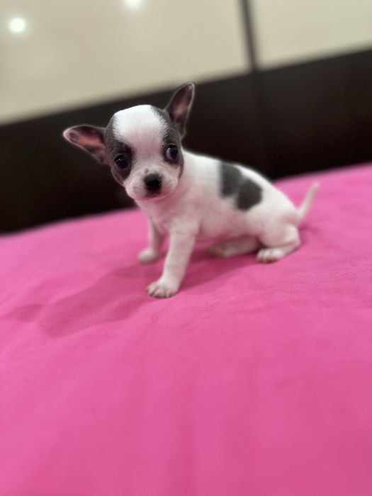 Machinho Chihuahua mini