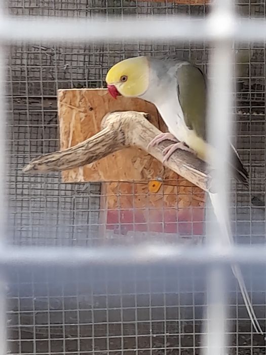 Ring Neck macho cc adulto