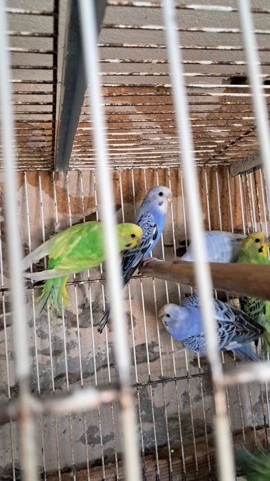 Caturras   forpus  periquitos australianos