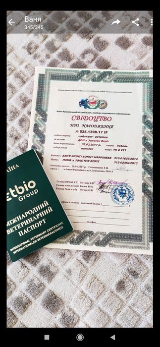 Лабрадор ретрівер для вязки