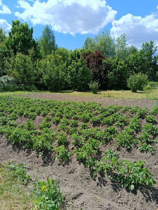 Продам будинок з земельною ділянкою ст Рябіна, с. Ст. Безрадичі