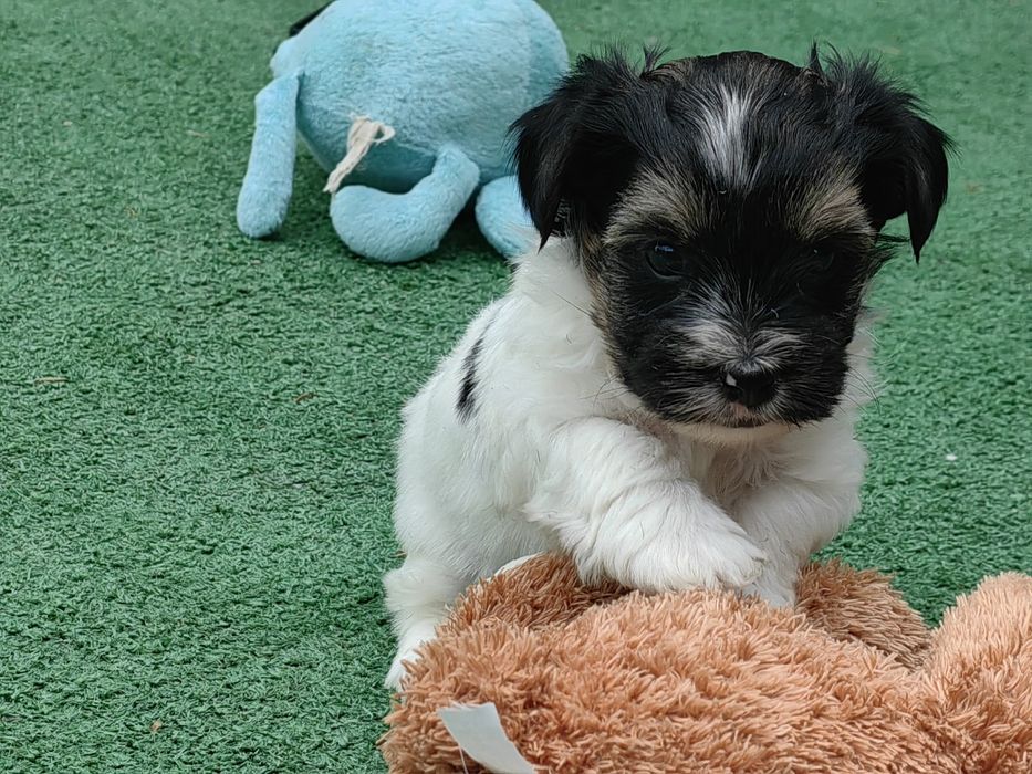 pieski york biewer z metryką