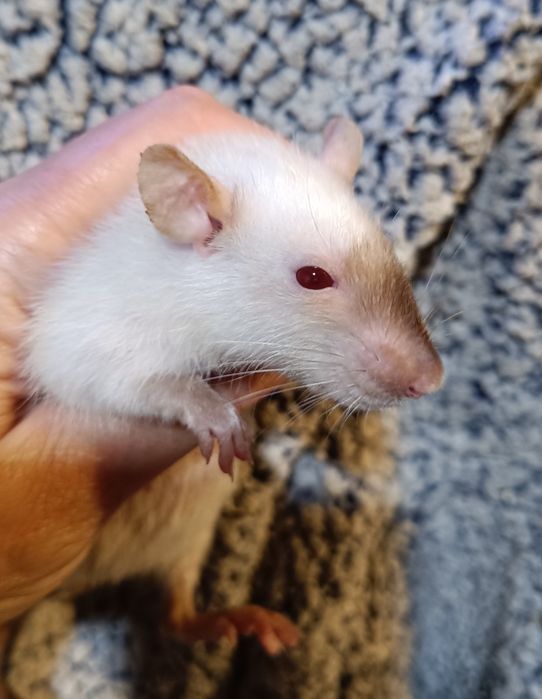 Щурики Дамбо і стандарт