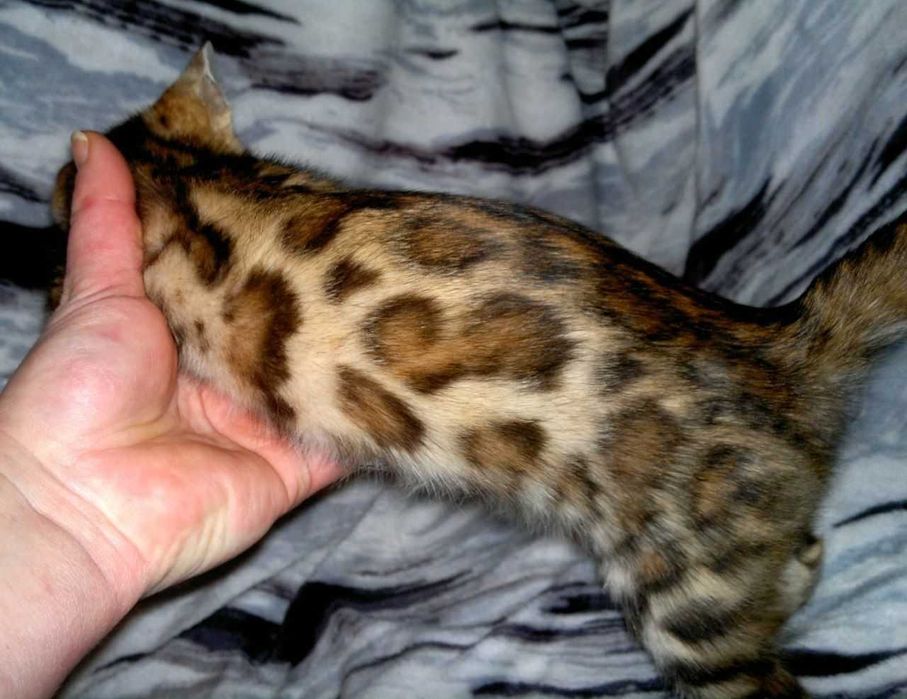 Шикарна клубна бенгальська дівчинка BENn24