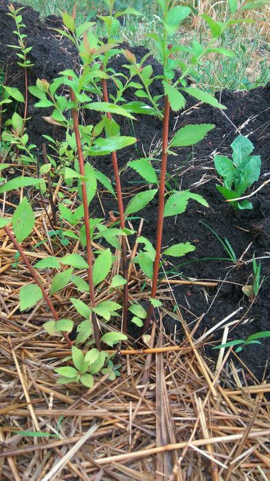 Древовидный пион, спирея. ирисы