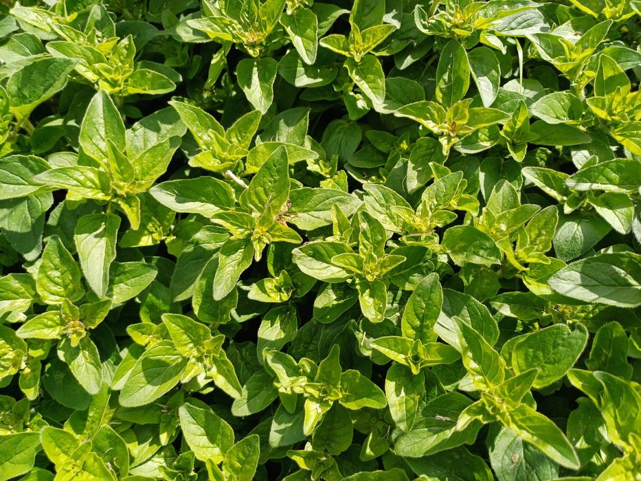 Орегано душиця материнка