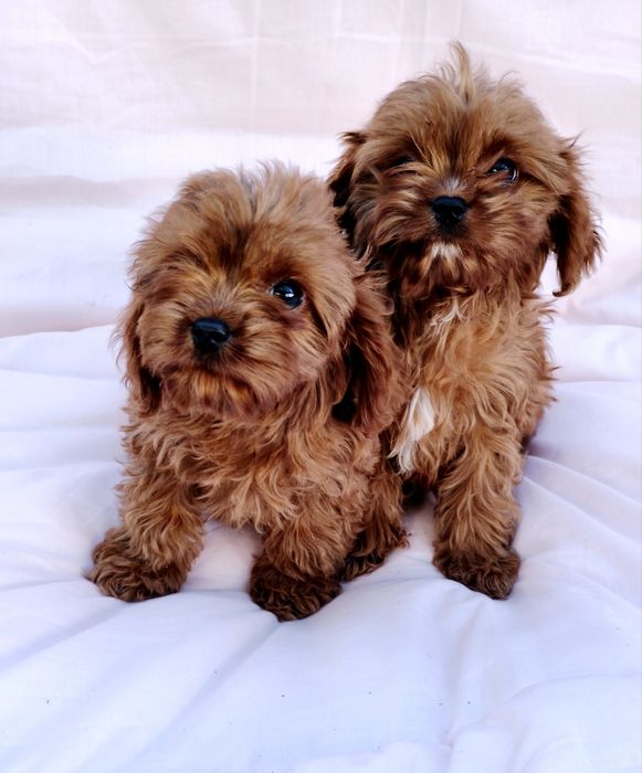 Cavapoo mini pudel toy