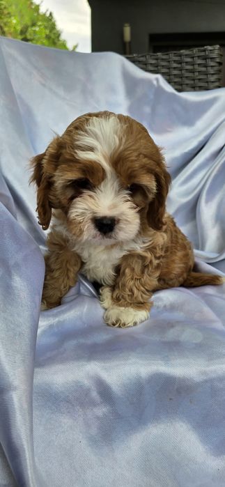 Cavapoo / dziewczynka