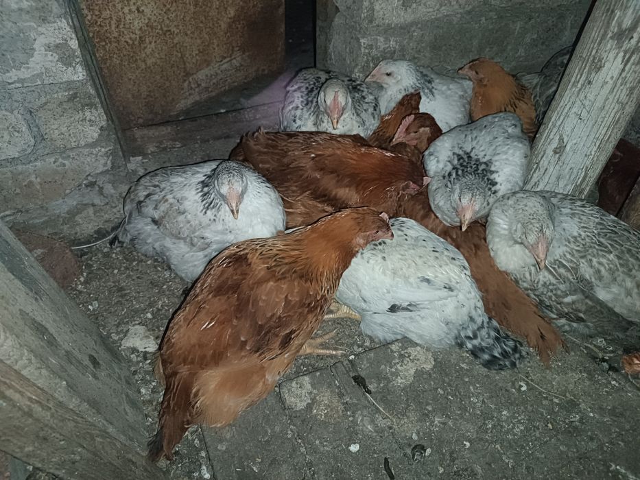 Продам курей кур