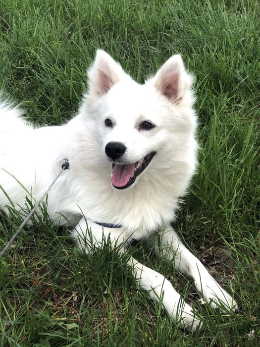 Шпіц В‘язка хлопчик шукаєм дівчинку