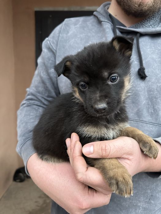 Цуценята вівчарки