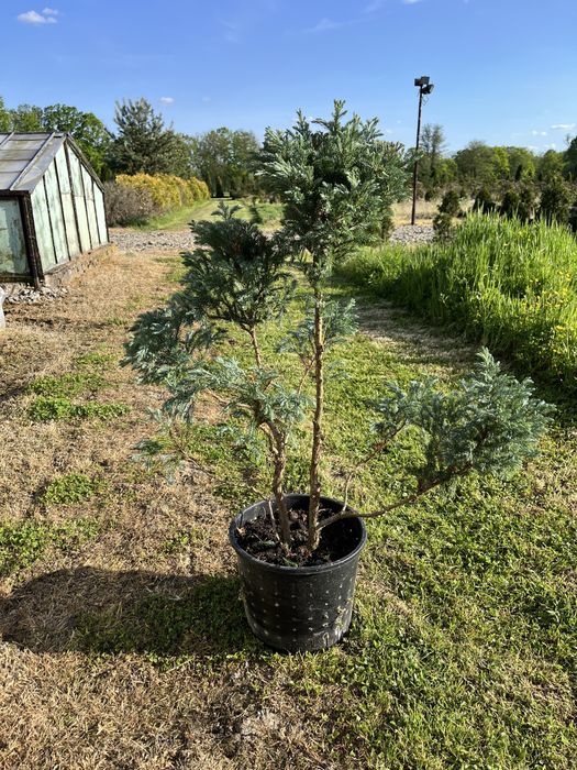 Bonsai iglaki formowane sosna tuja cyprys cyprysik na pniu szczepione