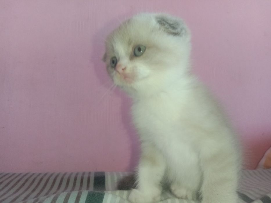 продам котят цена договорная