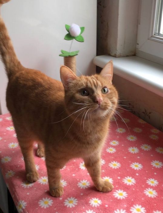 Котик Рудик бесплатно