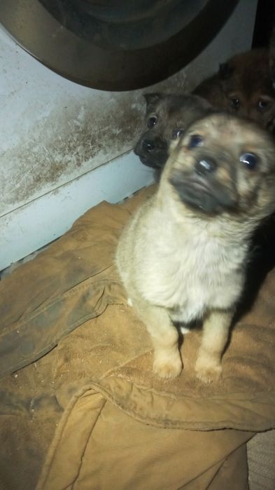 Віддам в добрі руки гарненьких цуценяток